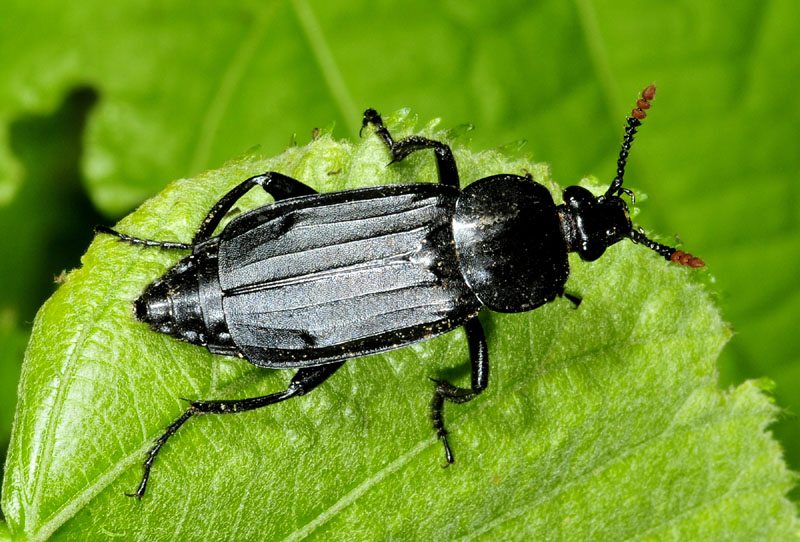 Silphidae:  Necrodes littoralis